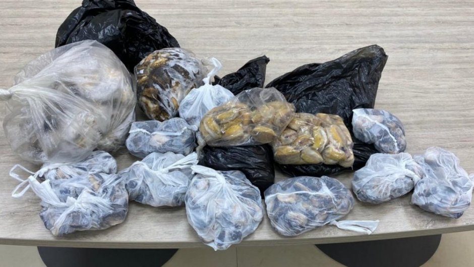 El loco se encuentra en veda biológica hace más de un año, por lo que su porte constituye un delito. (Foto: Sernapesca).