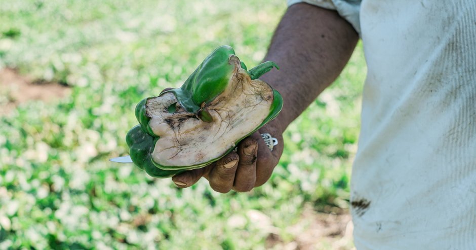 Patricio Bustos, agricultor maulino muestra los estragos que dejó el sistema frontal en su plantación. (Imagen: Diarios En Red ©).